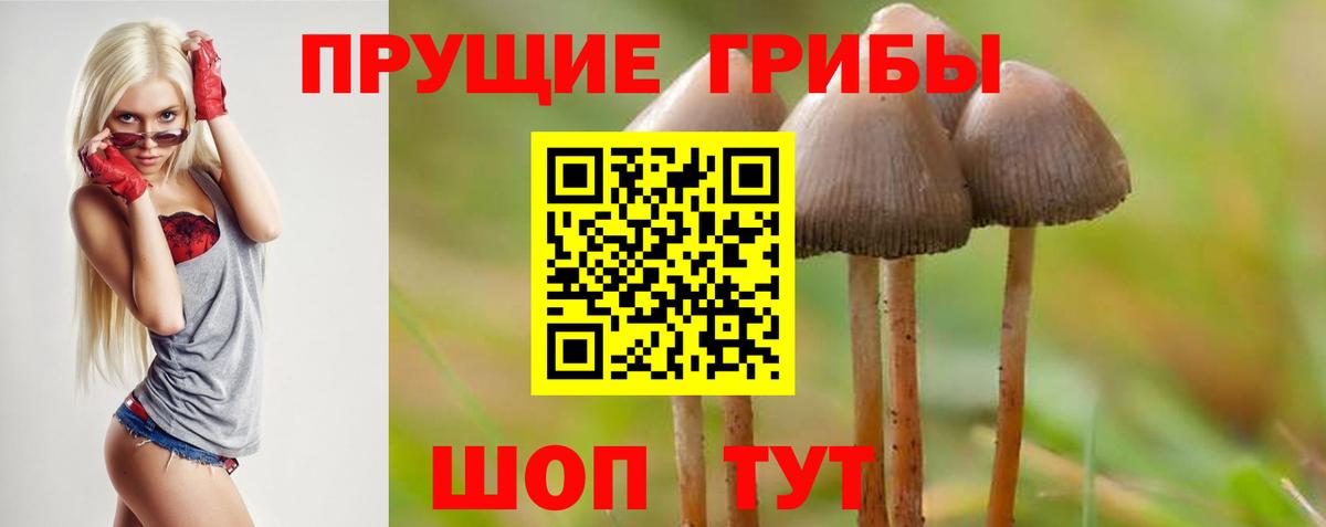 Тында  Галлюциногенные грибы Psilocybe  Вход с VPN 